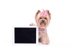 Dog with paw holding a digital tablet computer